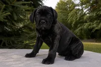 Lola, a female Cane Corso for sale in Kent, WA – 3 of 4