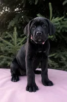 Nala, a female Cane Corso for sale in Kent, WA – 5 of 5