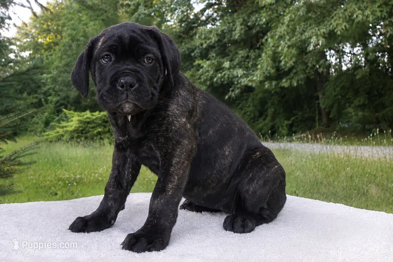 Lola – Cane Corso puppy for sale in Kent, WA