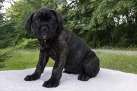 Lola, a female Cane Corso for sale in Kent, WA – 1 of 4