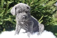 Honey, a female Cane Corso for sale in Kent, WA – Photo 3 of 8