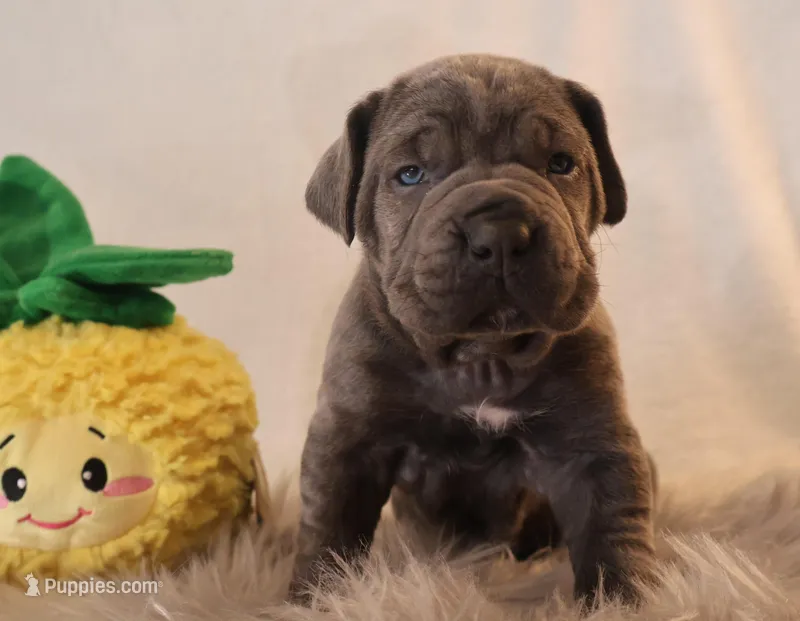 Honey – Cane Corso puppy for sale in Kent, WA