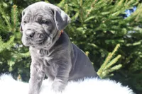 Honey, a female Cane Corso for sale in Kent, WA – Photo 5 of 8