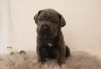 Honey, a female Cane Corso for sale in Kent, WA – Photo 3 of 3