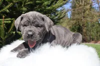 Honey, a female Cane Corso for sale in Kent, WA – Photo 2 of 8