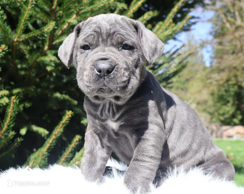 Honey – Cane Corso puppy for sale in Kent, WA