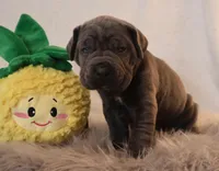 Honey, a female Cane Corso for sale in Kent, WA – Photo 2 of 3