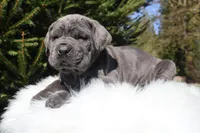 Honey, a female Cane Corso for sale in Kent, WA – Photo 4 of 8