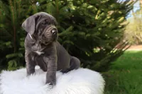 Sonya, a female Cane Corso for sale in Kent, WA – 4 of 10