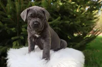 Sonya, a female Cane Corso for sale in Kent, WA – 2 of 10