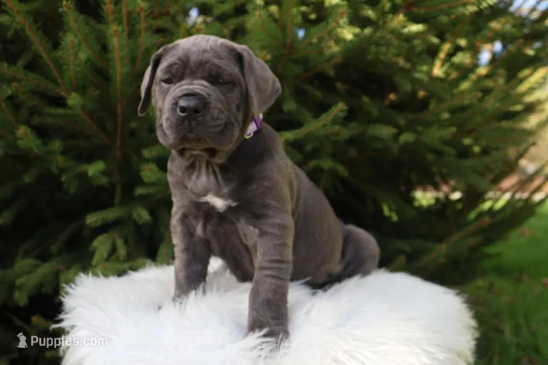 Sonya – Cane Corso puppy for sale in Kent, WA