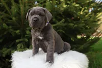 Sonya, a female Cane Corso for sale in Kent, WA – 1 of 10