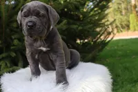 Sonya, a female Cane Corso for sale in Kent, WA – 9 of 10