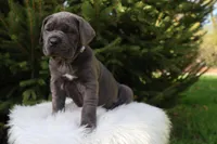 Sonya, a female Cane Corso for sale in Kent, WA – 8 of 10