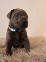 Sonya, a female Cane Corso for sale in Kent, WA – Photo 1 of 3