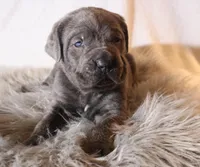 Sonya, a female Cane Corso for sale in Kent, WA – Photo 2 of 3