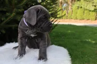 Sonya, a female Cane Corso for sale in Kent, WA – 5 of 10