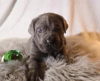 Sonya, a female Cane Corso for sale in Kent, WA – Photo 3 of 3