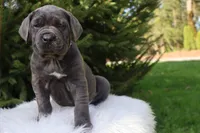 Sonya, a female Cane Corso for sale in Kent, WA – 7 of 10
