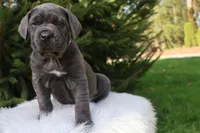 Sonya, a female Cane Corso for sale in Kent, WA – 6 of 10