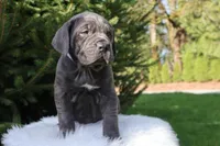 Sonya, a female Cane Corso for sale in Kent, WA – 10 of 10