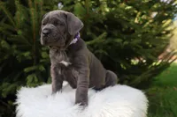 Sonya, a female Cane Corso for sale in Kent, WA – 3 of 10