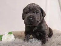 Lola, a female Cane Corso for sale in Kent, WA – Photo 2 of 5