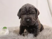 Lola, a female Cane Corso for sale in Kent, WA – Photo 3 of 5