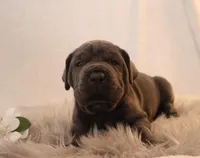 Lola, a female Cane Corso for sale in Kent, WA – Photo 4 of 5