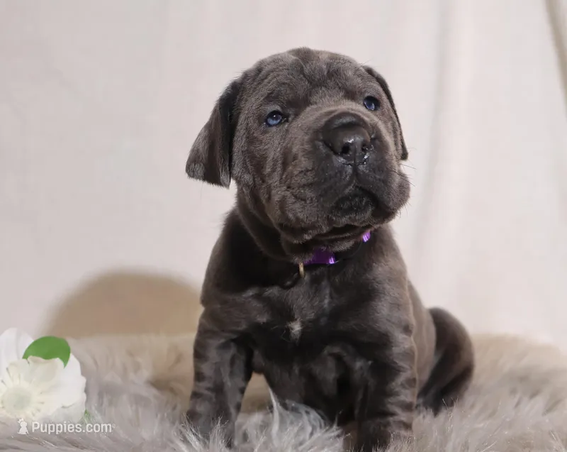 Lola – Cane Corso puppy for sale in Kent, WA