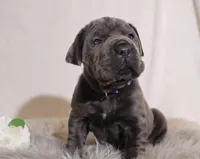 Lola, a female Cane Corso for sale in Kent, WA – Photo 1 of 5