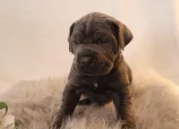 Lola, a female Cane Corso for sale in Kent, WA – Photo 5 of 5