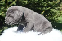 Titus , a male Cane Corso for sale in Kent, WA – Photo 4 of 7
