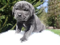 Titus , a male Cane Corso for sale in Kent, WA – Photo 2 of 7