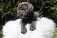 Titus , a male Cane Corso for sale in Kent, WA – Photo 3 of 7