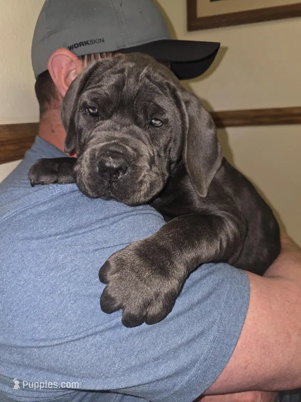 Titus  – Cane Corso puppy for sale in Kent, WA