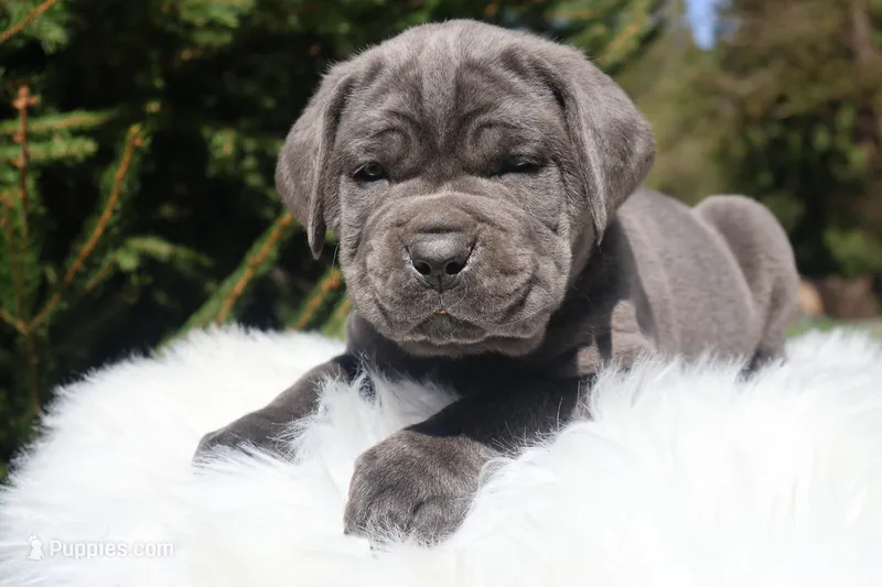Titus  – Cane Corso puppy for sale in Kent, WA