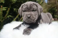 Titus , a male Cane Corso for sale in Kent, WA – Photo 1 of 7