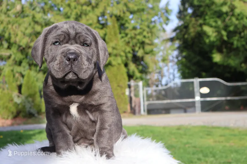 Titus  – Cane Corso puppy for sale in Kent, WA