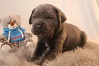 Titus , a male Cane Corso for sale in Kent, WA – Photo 6 of 6