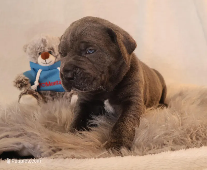 Titus  – Cane Corso puppy for sale in Kent, WA