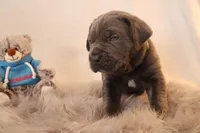 Titus , a male Cane Corso for sale in Kent, WA – Photo 5 of 6