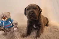 Titus , a male Cane Corso for sale in Kent, WA – Photo 3 of 6