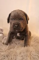 Titus , a male Cane Corso for sale in Kent, WA – Photo 4 of 6