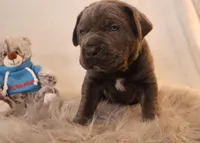 Titus , a male Cane Corso for sale in Kent, WA – Photo 2 of 6