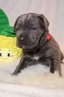 Luna, a female Cane Corso for sale in Kent, WA – Photo 6 of 7