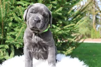 Luna, a female Cane Corso for sale in Kent, WA – 4 of 6
