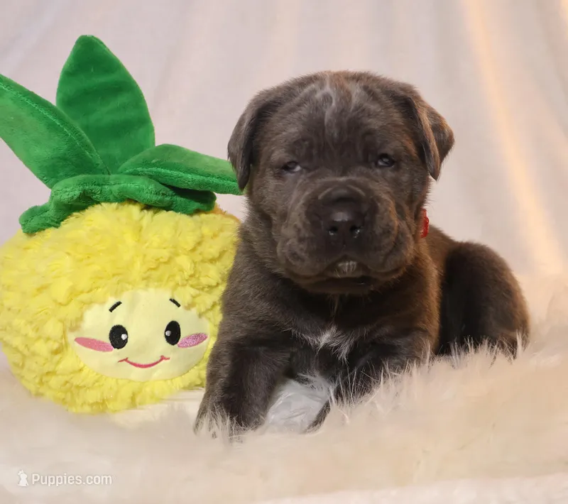 Luna – Cane Corso puppy for sale in Kent, WA