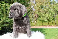 Luna, a female Cane Corso for sale in Kent, WA – 3 of 6
