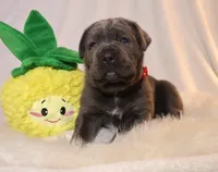 Luna, a female Cane Corso for sale in Kent, WA – Photo 3 of 7